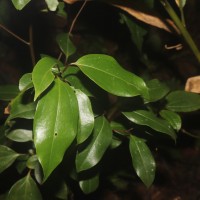 <i>Cinnamomum litsaeifolium</i>  Thwaites