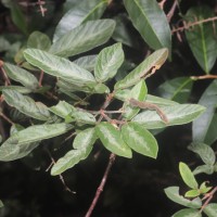 Desmodium uncinatum (Jacq.) DC.