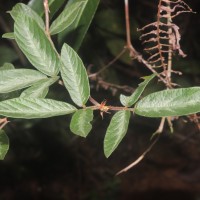 Desmodium uncinatum (Jacq.) DC.
