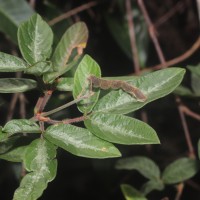 Desmodium uncinatum (Jacq.) DC.
