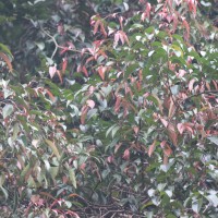 Garcinia terpnophylla Thwaites