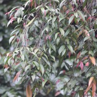 <i>Garcinia terpnophylla</i>  Thwaites