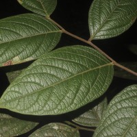 Phyllanthus moonii (Thwaites) Müll.Arg.