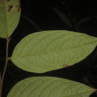 Phyllanthus moonii (Thwaites) Müll.Arg.