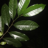 <i>Goniothalamus thwaitesii</i>  Hook.f. & Thomson