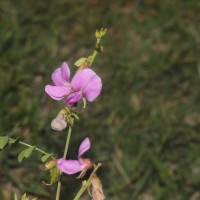 Tephrosia maxima (L.) Pers.