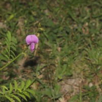 Tephrosia maxima (L.) Pers.