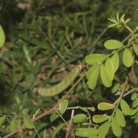 Tephrosia maxima (L.) Pers.