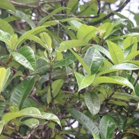 Palaquium cf. canaliculatum 