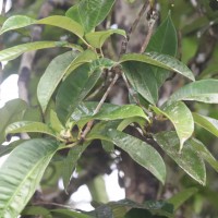 Palaquium cf. canaliculatum 