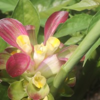 Curcuma zedoaria (Christm.) Roscoe