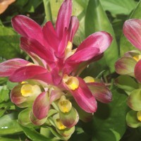 Curcuma zedoaria (Christm.) Roscoe