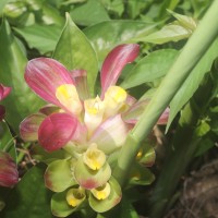 Curcuma zedoaria (Christm.) Roscoe