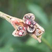 Phrynium pubinerve Blume