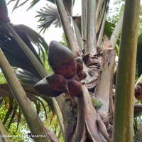 Lodoicea maldivica (J.F.Gmel.) Pers.