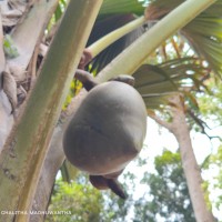 Lodoicea maldivica (J.F.Gmel.) Pers.