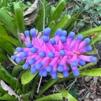 Aechmea gamosepala Wittm.