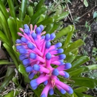 Aechmea gamosepala Wittm.