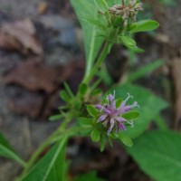 Baccharoides anthelmintica (L.) Moench