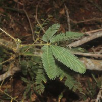 Mimosa pudica L.