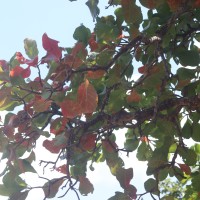 Careya arborea Roxb.