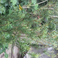 Eugenia rheophytica Kosterm.