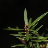 Eugenia rheophytica Kosterm.