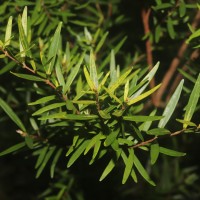 Eugenia rheophytica Kosterm.