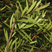 Eugenia rheophytica Kosterm.