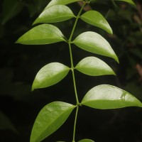 Carissa inermis
