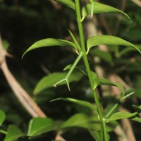Carissa inermis