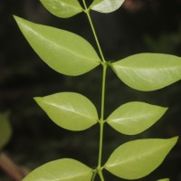 Carissa inermis