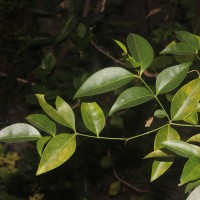Carissa inermis