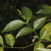 Carissa inermis