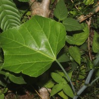 Cissus heyneana Steud.