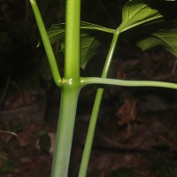 Cissus heyneana Steud.