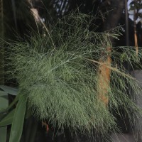 Thysanolaena latifolia (Roxb. ex Hornem.) Honda