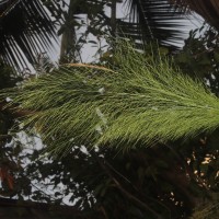 Thysanolaena latifolia (Roxb. ex Hornem.) Honda