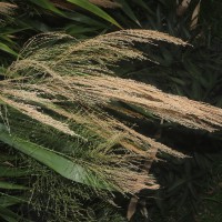 Thysanolaena latifolia (Roxb. ex Hornem.) Honda