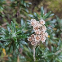 <i>Anaphalis fruticosa</i>  Hook.f.