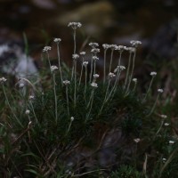 Anaphalis fruticosa Hook.f.