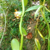 Vanilla moonii Thwaites