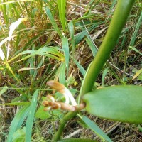 Vanilla moonii Thwaites