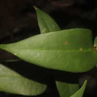 Eugenia amoena Thwaites