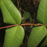 Eugenia amoena Thwaites