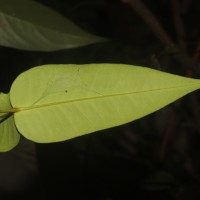 Eugenia amoena Thwaites