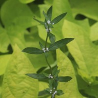 <i>Spermacoce remota</i>  Lam.