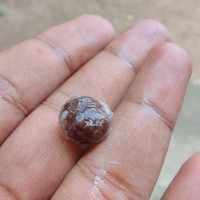 Alangium salviifolium (L.f.) Wangerin