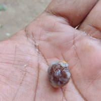 Alangium salviifolium (L.f.) Wangerin