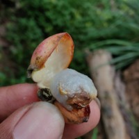 Alangium salviifolium (L.f.) Wangerin